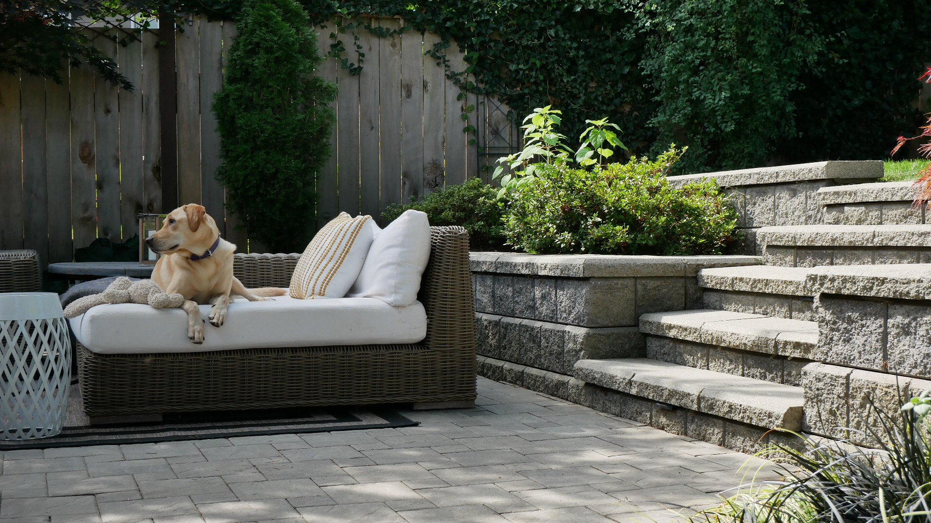 dog on outdoor patio couch with retaining wall and pavers
